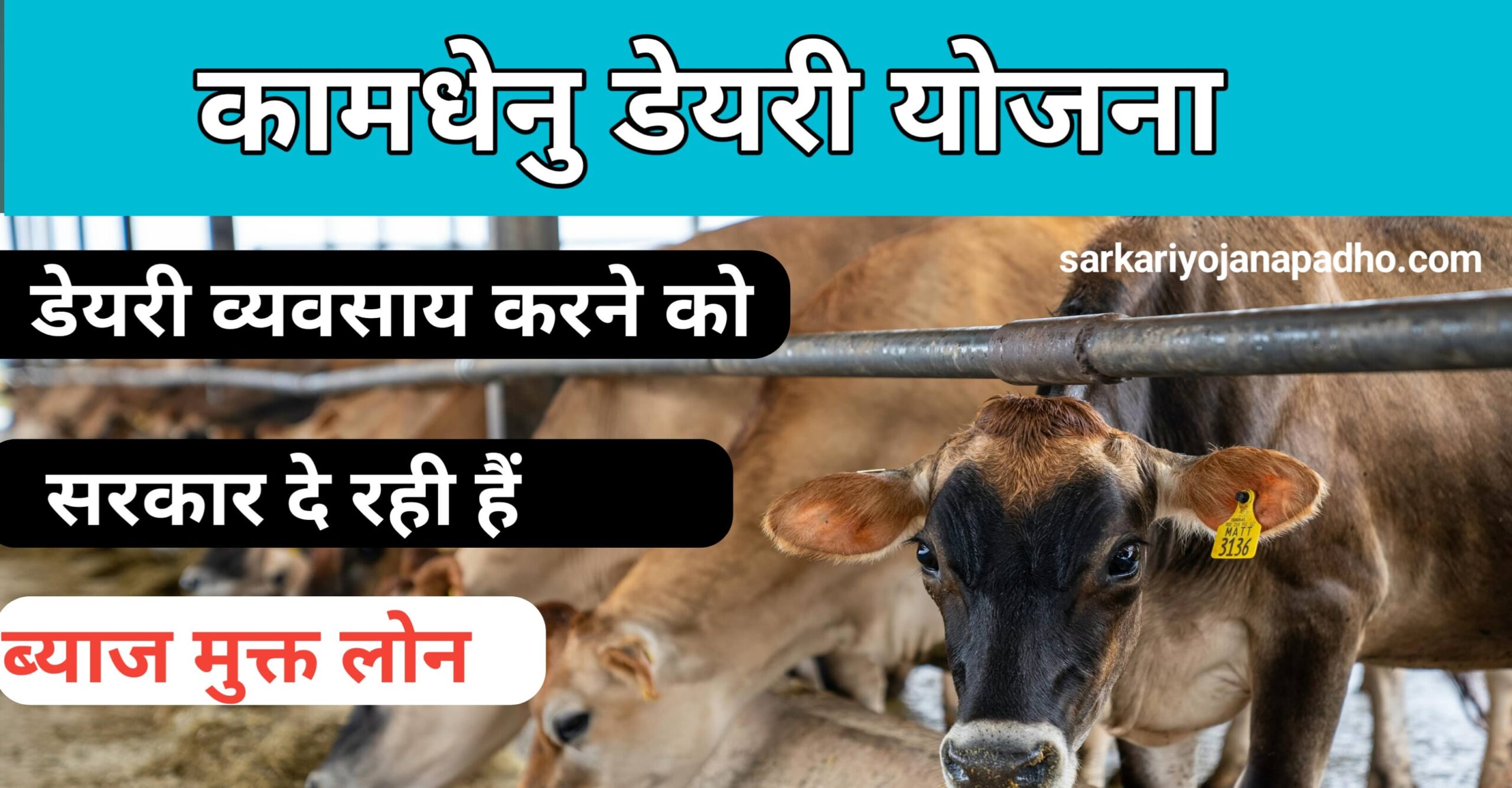 Rajasthan kamdhenu dairy yojana apply online 